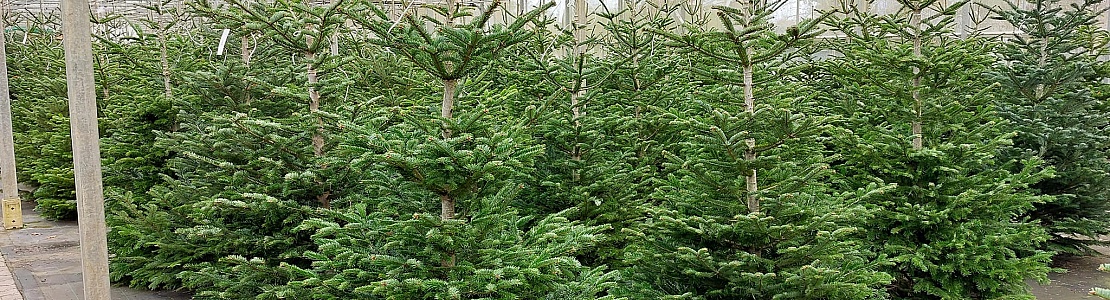 Verkoop locaties van kerstbomen in Dijken Friesland